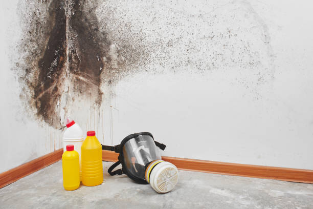 Best Attic Mold Removal  in Snead, AL