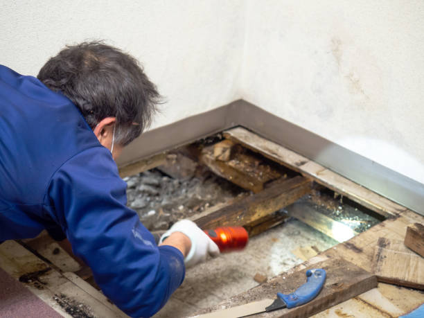 Attic Mold Removal in Snead, AL