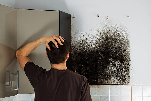 Attic Mold Removal in Snead, AL