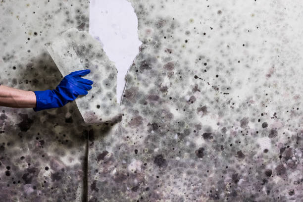 Mold Testing and Removal in Snead, AL